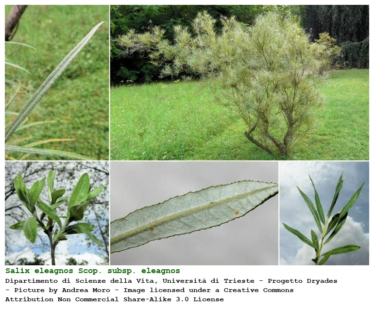Salix eleagnos Scop. subsp. eleagnos